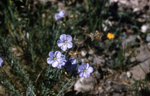 Blue flax (Linus lewisii var. lewisii) Picture