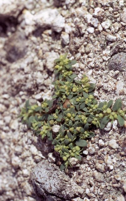 Corrugate-seeded spurge (Euphorbia glyptosperma) Picture