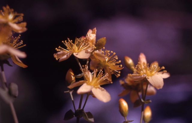 Western St. John's-wort (Hypericum formosum var. scouleri) Picture