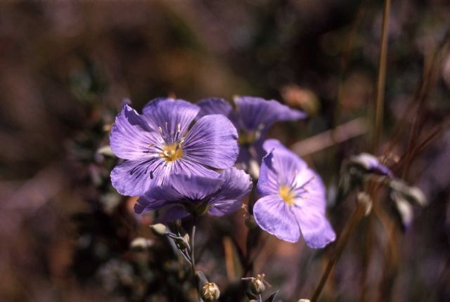 Blue flax (Linus lewisii var. lewisii) Picture