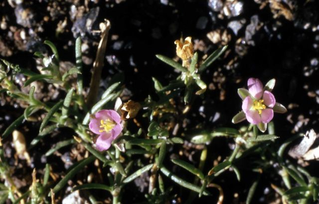 Red sandspurry (Spergularia rubra) Picture