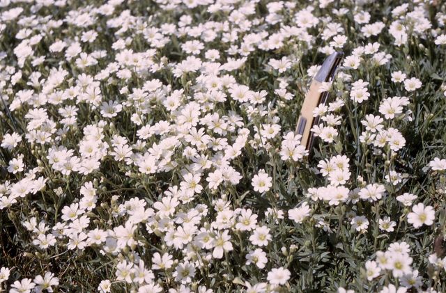 Field chickweed (Cerastium arvense) Picture