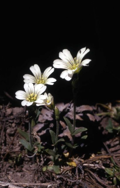 Field chickweed (Cerastium arvense) Picture