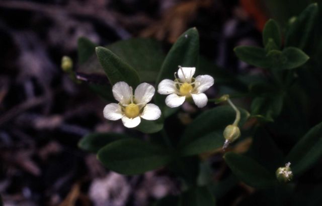 Bluntleaf Sandwort Picture
