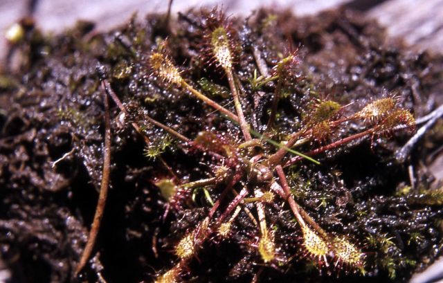 Great sundew (Drosera anglica) Picture