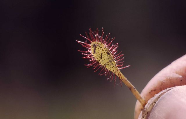 Great sundew (Drosera anglica) Picture