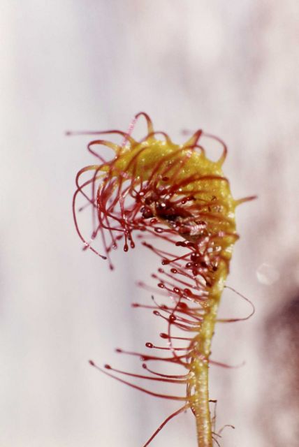 Great sundew (Drosera anglica) Picture