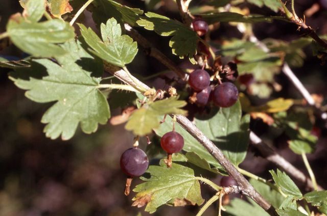 Missouri gooseberry (Ribes oxycanthoides var. viscosissimum) Picture