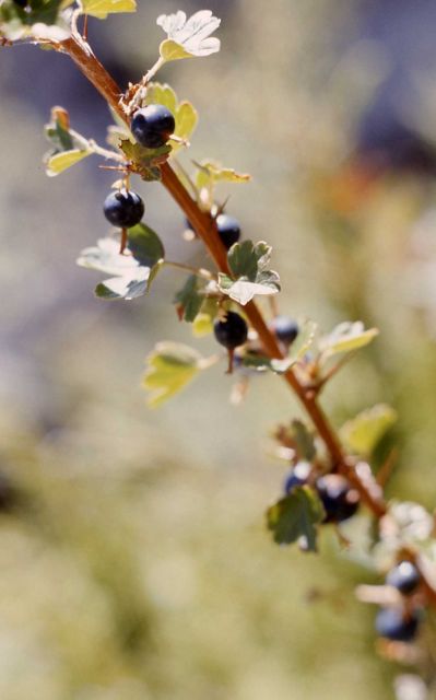 Whitestem gooseberry (Ribes inerme var. inerme) Picture
