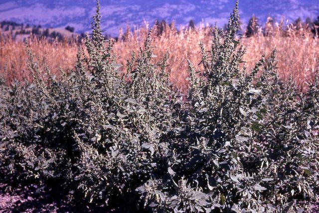 Pigweed Picture