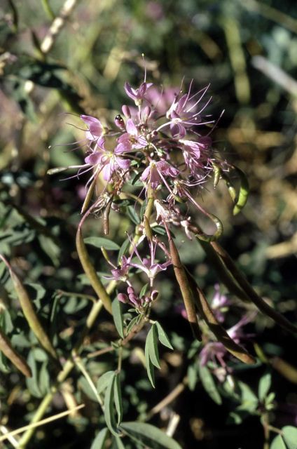 Bee-flower (Cleome serrulata) Picture
