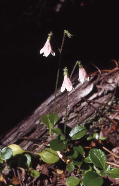 Twinflower (Linnaea borealis var. longiflora) Picture