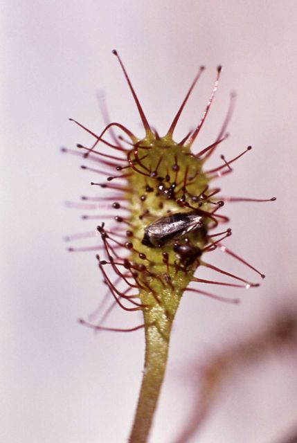 Great sundew (Drosera anglica) Picture