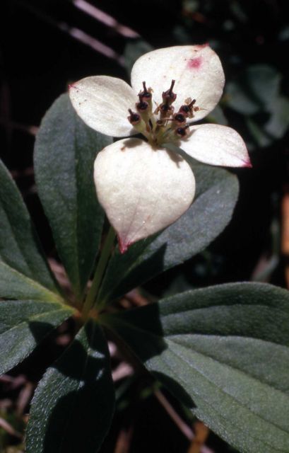 Bunchberry (Cornus canadensis) Picture