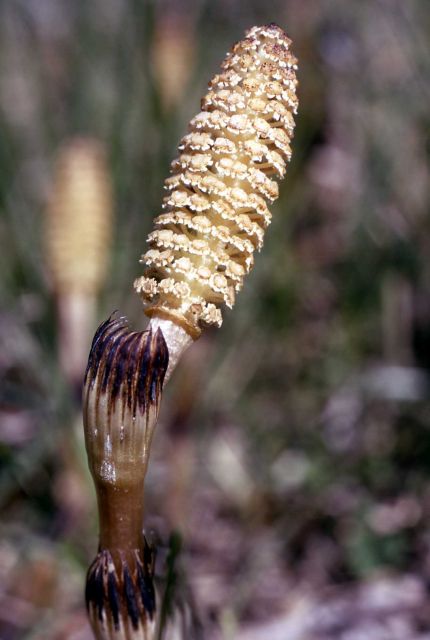 Common horsetail (Equisetum arvense) Picture