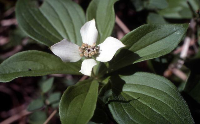 Bunchberry (Cornus canadensis) Picture