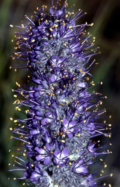 Close-up of a silky phacelia (Phacelia sericea) Picture