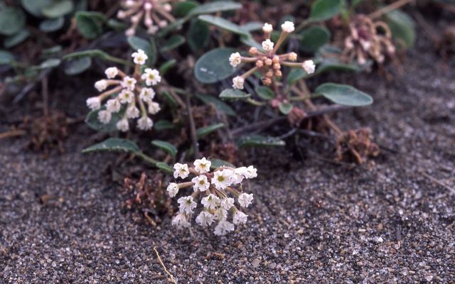 Sand verbena (Abbronia ammophila) Picture
