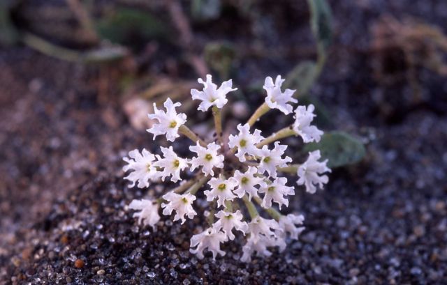 Sand verbena (Abbronia ammophila) Picture