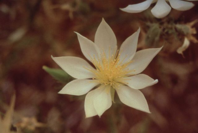Sand lily (Mentzelia decapetala) Picture