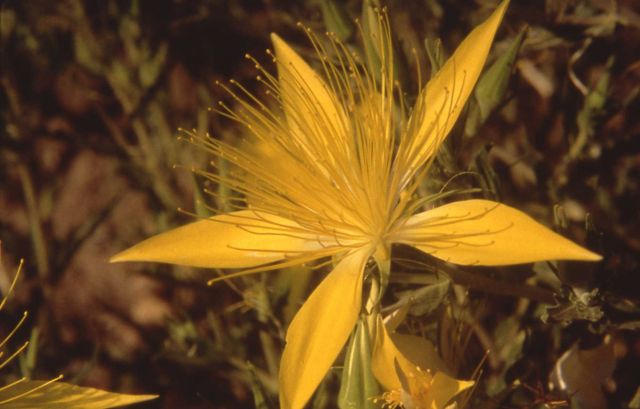 Blazing-star mentzelia (Mentzelia laevicaulis) Picture