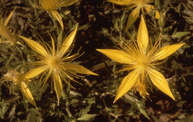 Blazing-star mentzelia (Mentzelia laevicaulis) Picture