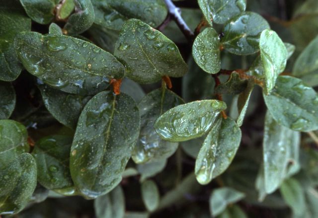 Buffaloberry (Shepherdia canadensis) Picture