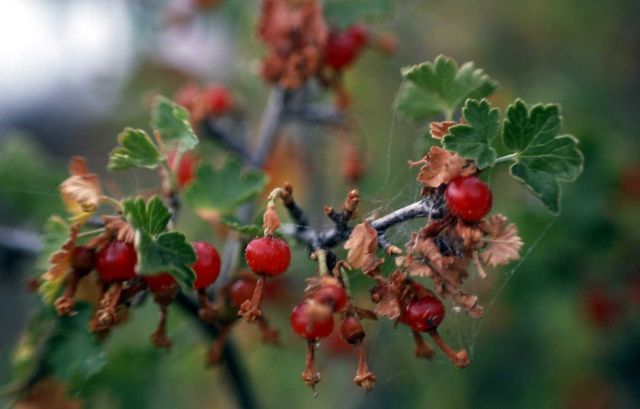 Golden currant (Ribes aureum) Picture