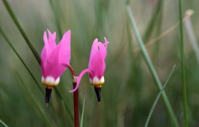 Shooting star (Dodecatheon sp.) Picture