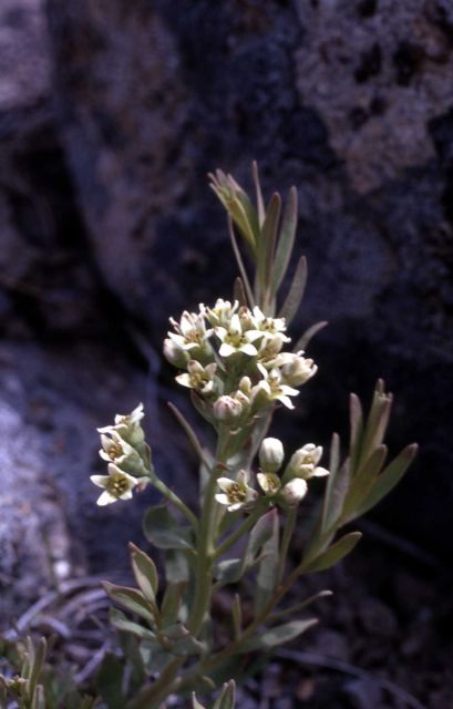 Bastard toad-flax Picture