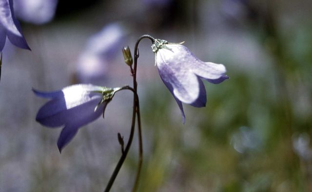 Harebell (Campanula rotundifolia) Picture