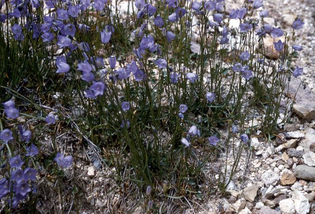 Harebell (Campanula rotundifolia) Picture
