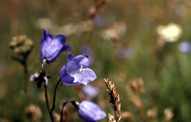 Harebell (Campanula rotundifolia) Picture