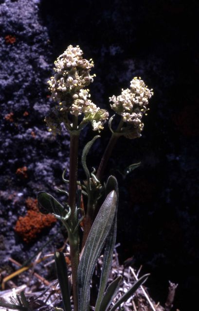Edible valerian (Valeriana edulis var. edulis) Picture
