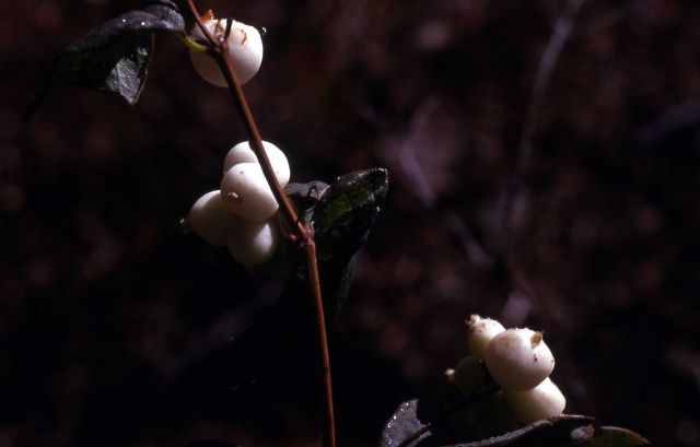 Mt Snowberry (Symphoricarpos sp.) Picture