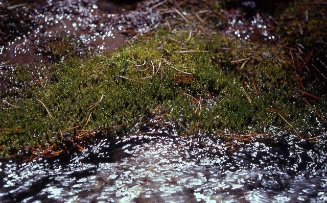 Moss along stream Picture