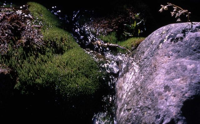 Stream with moss Picture