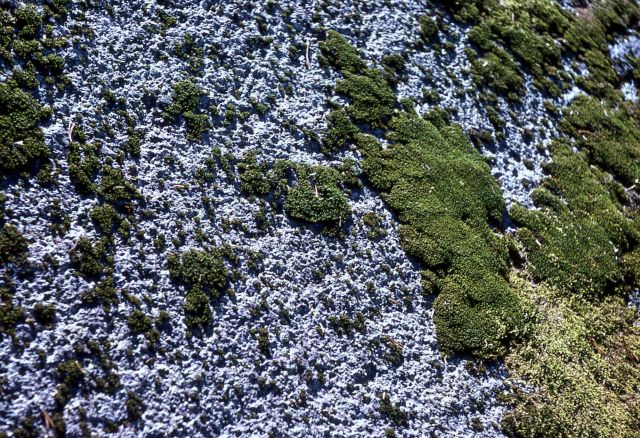 Moss growing on rock surface Picture