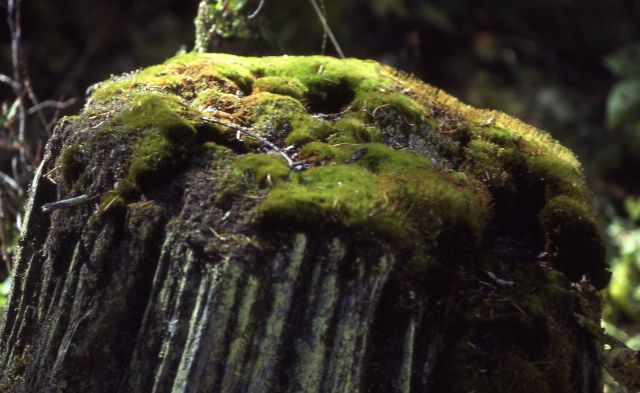 Moss on a stump Picture
