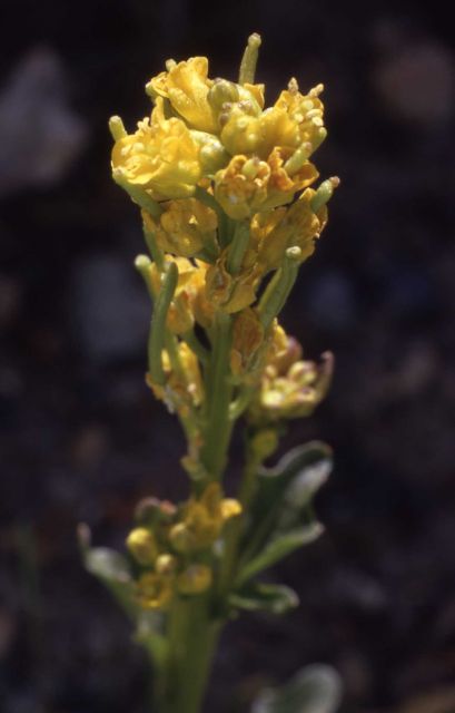 American wintercress (Barbarea orthoceras) Picture