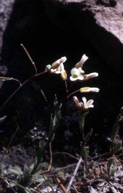 Littleleaf rockcress (Boechera microphylla var. microphylla) Picture
