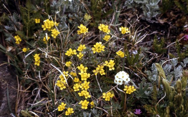 Draba (Draba sp.) Picture