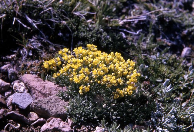 Whitlow grass (Draba sp.) Picture