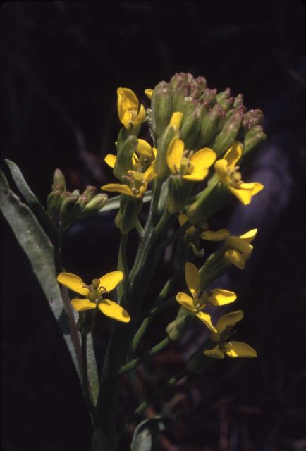 Wallflower (Erysimum sp.) Picture