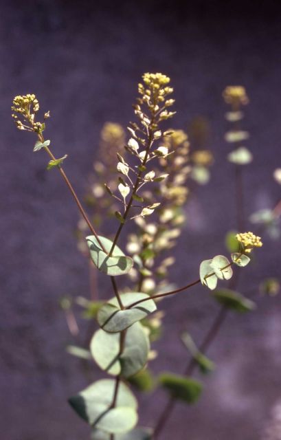 Clasping peppergrass (Lepidium perfoliatum) Picture