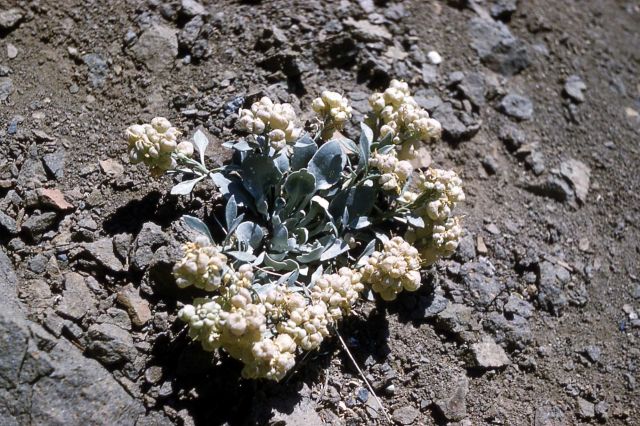 Common twinpod (Physaria didymocarpa var. didymocarpa) Picture