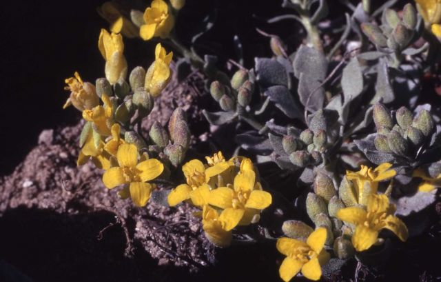 Common twinpod (Physaria didymocarpa var. didymocarpa) Picture