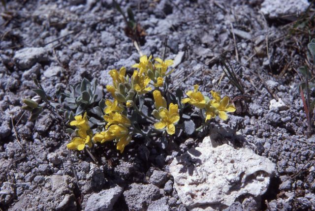 Common twinpod (Physaria didymocarpa var. didymocarpa) Picture