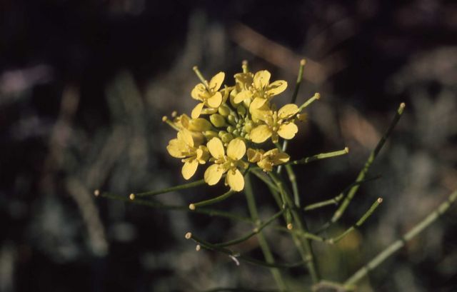 Jim Hill mustard (Sisymbrium altissimum) Picture