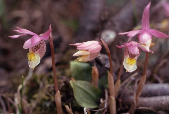 Fairy-slipper (Calypso bulbosa) Picture